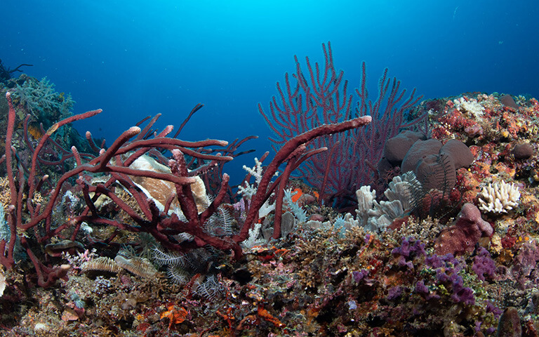 Coral Diver Course