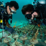 Coral Diver Course