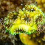 Micro Fragmentation - Ocean Gardener
