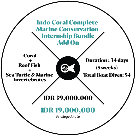 3Wdivemaster-marine-conservation-internship-page-illustration