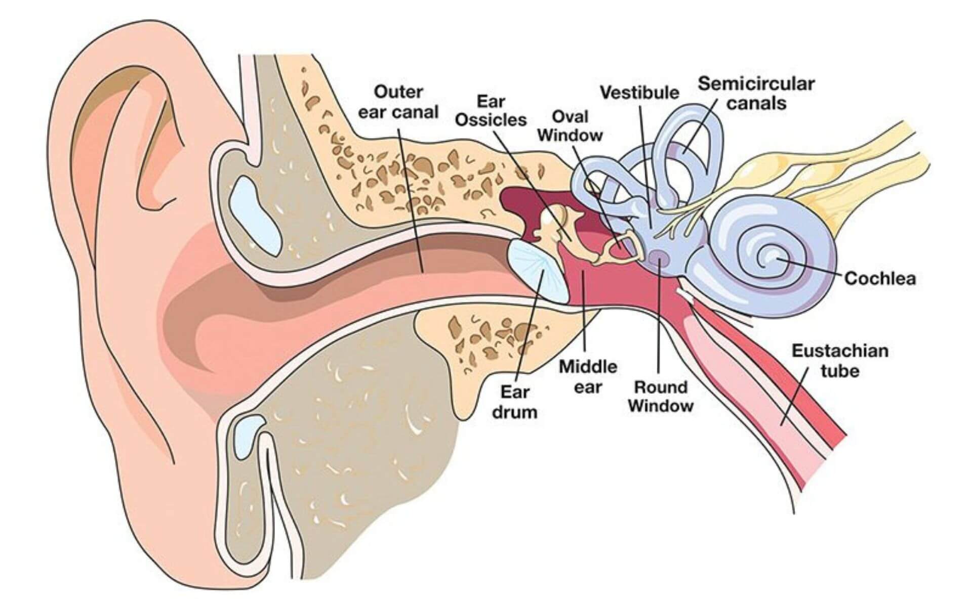 The Science Behind Equalization