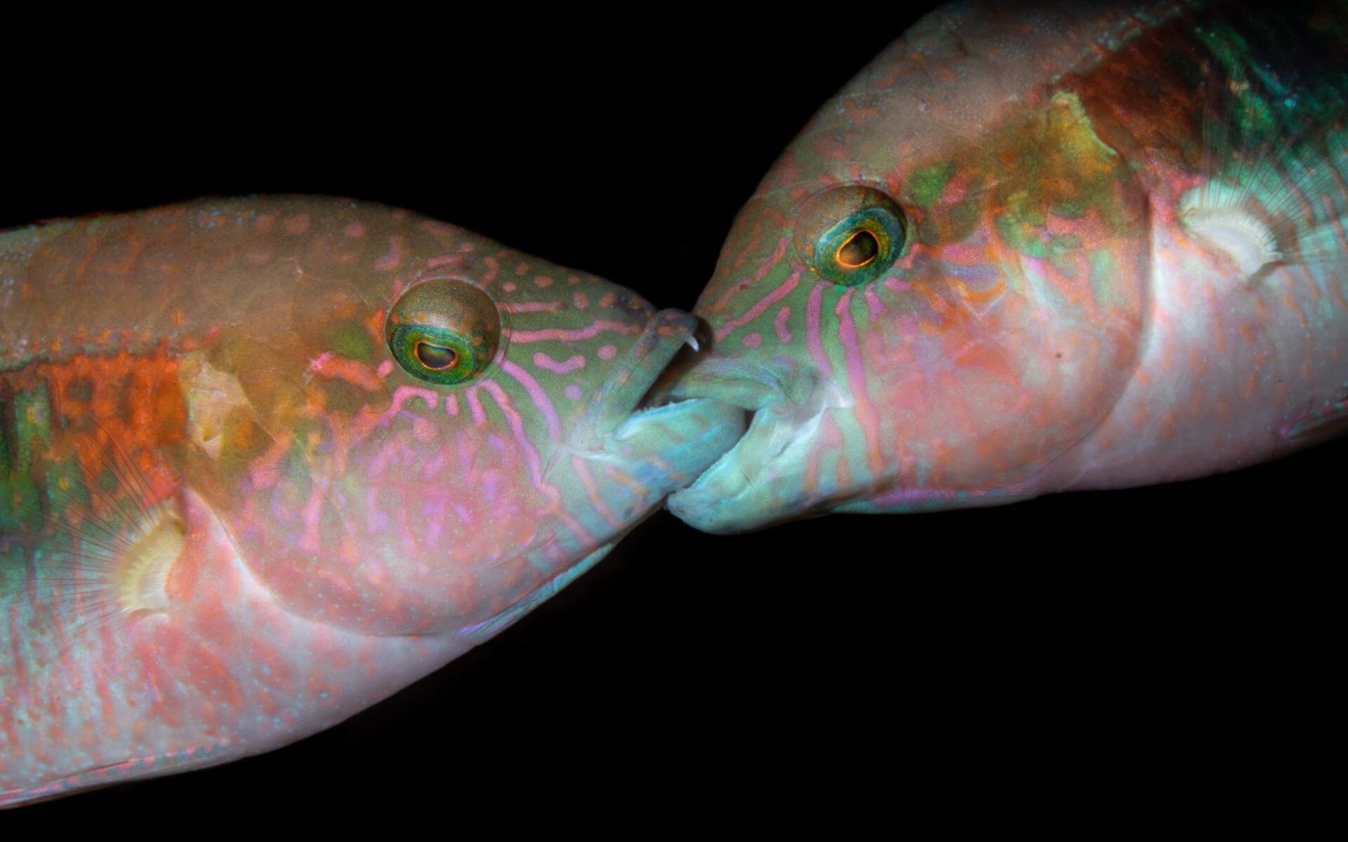 Why Fish Behave the Way They Do