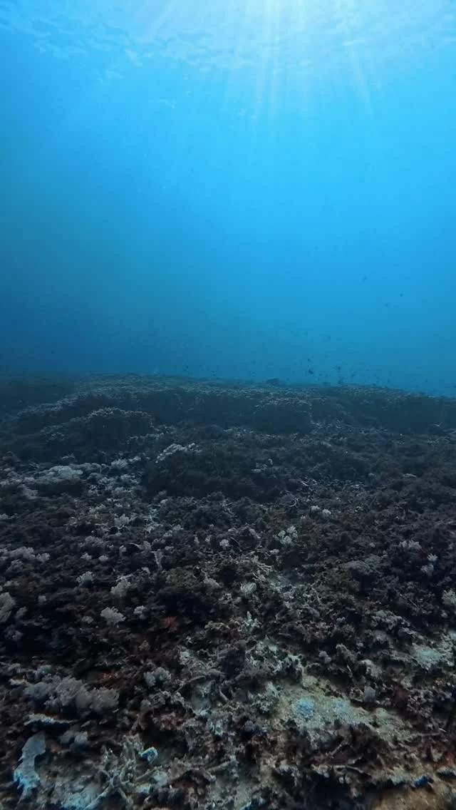 Explore the unknown, hidden beneath the surface 🤿