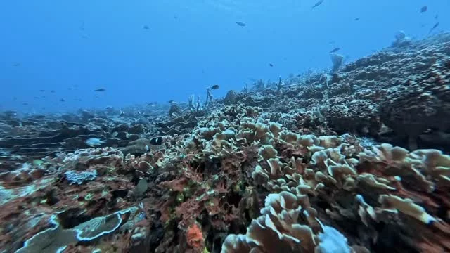Currently pretending to be a fish on an underwater cruise.... 🤿🐙
.
.
.
#scubadiving #3wdive #giliair