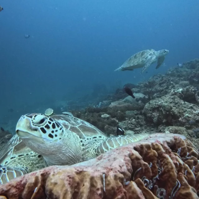 Meet the reef celebrity 💅🐢
.
.
.
#3wdive #giliair #indonesia