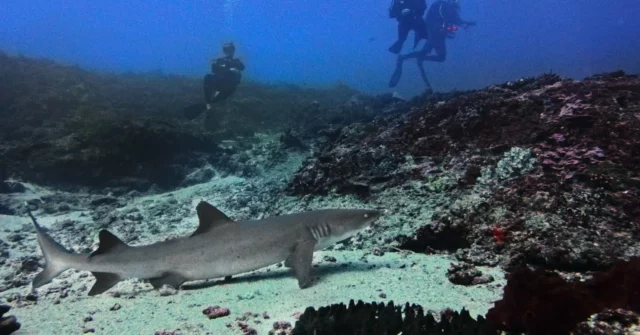 A whitetip sighting! 🦈🦈

.
.
#giliair #3wdive #indonesia