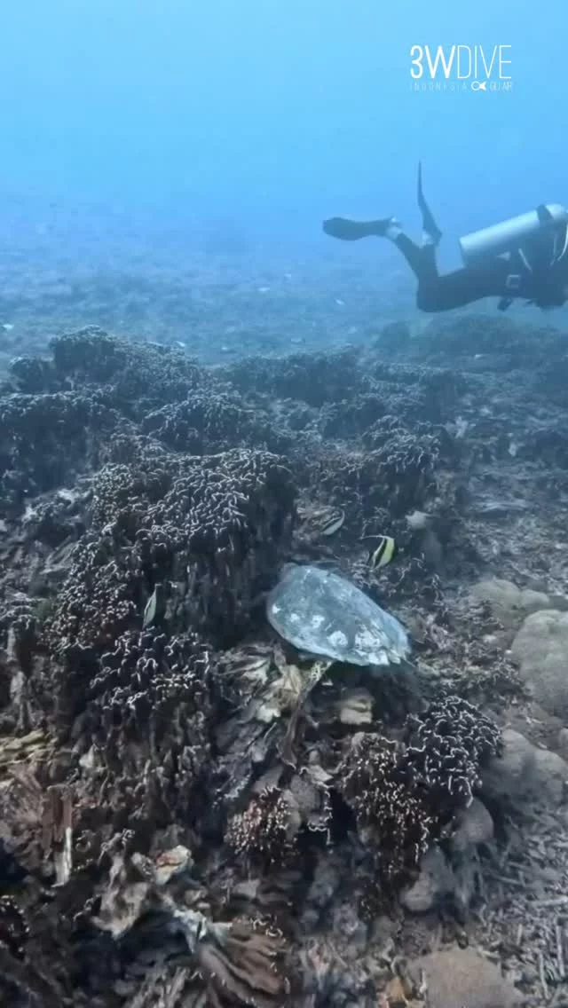 The food so good this turtle doesnt even bother to look around🐢
.
.
.
#giliair #scubadiving #3wdive