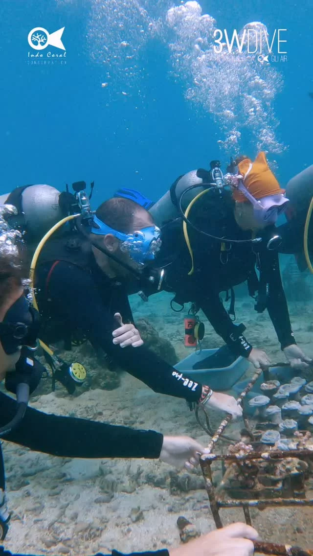 Time to look after the coral nursery. Tend the earth with gentle hands and watch as nature  blooms in gratitude 🌊🐟