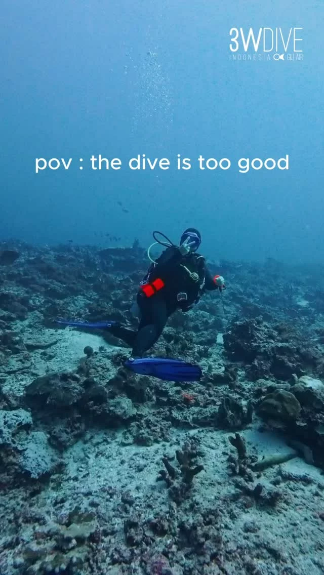 Shark point, at it's finest 🦈👌
.
.
.
#3wdive #scubadiving #giliair #marinelife #indonesia #underwaterworld #giliislands #divingindonesia #scuba #shark #sharkdiving #sharkweek